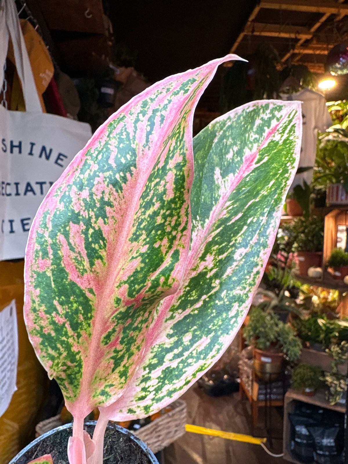 Aglaonema Prestige in 9cm pot outside Urban Tropicana plant shop in Chiswick, London