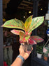Aglaonema Red Sprinkle also known as a Chinese Evergreen in front of Urban Tropicana’s plant shop in Chiswick, London