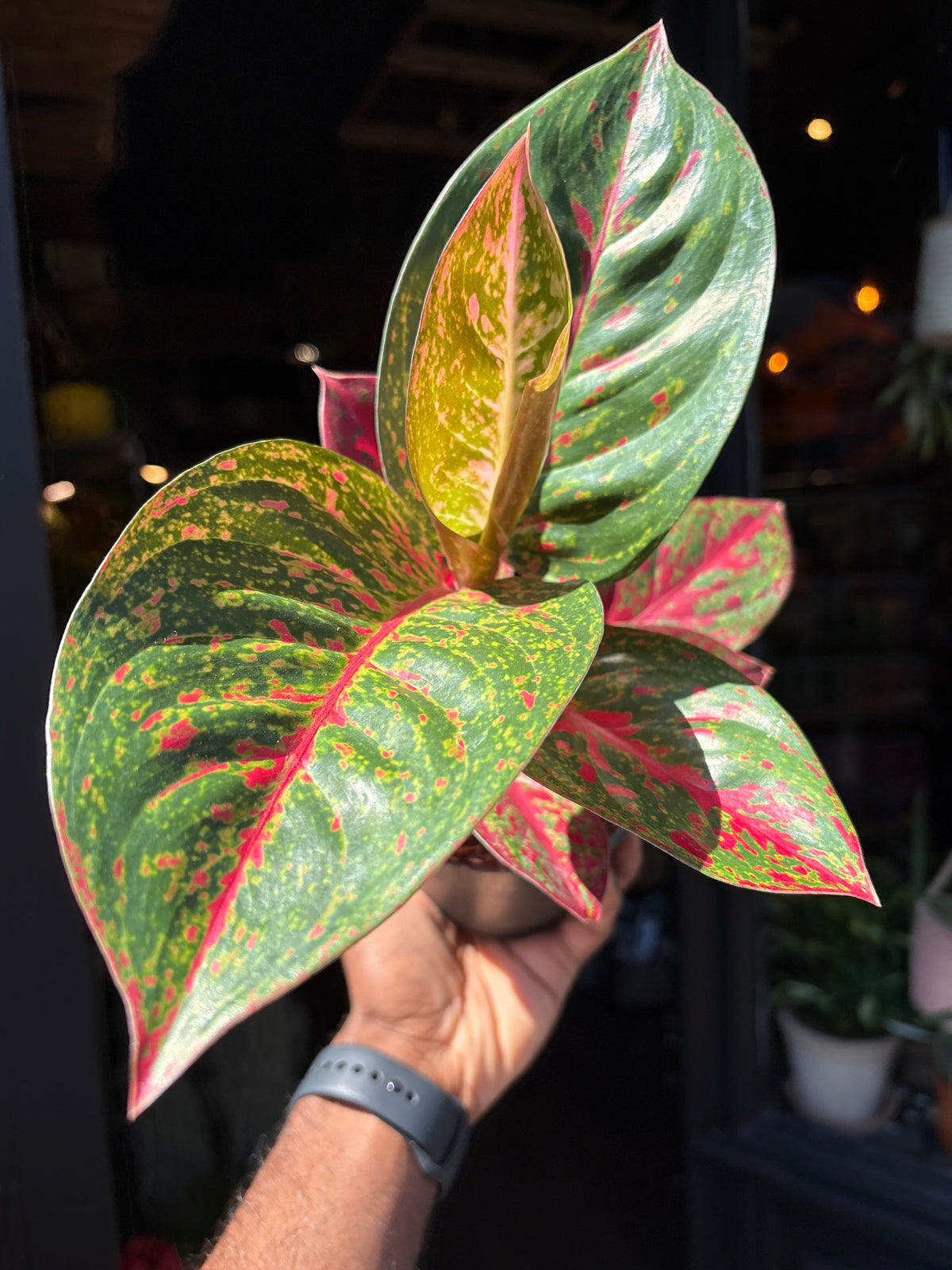 Aglaonema Red Sprinkle also known as a Chinese Evergreen in front of Urban Tropicana’s plant shop in Chiswick, London