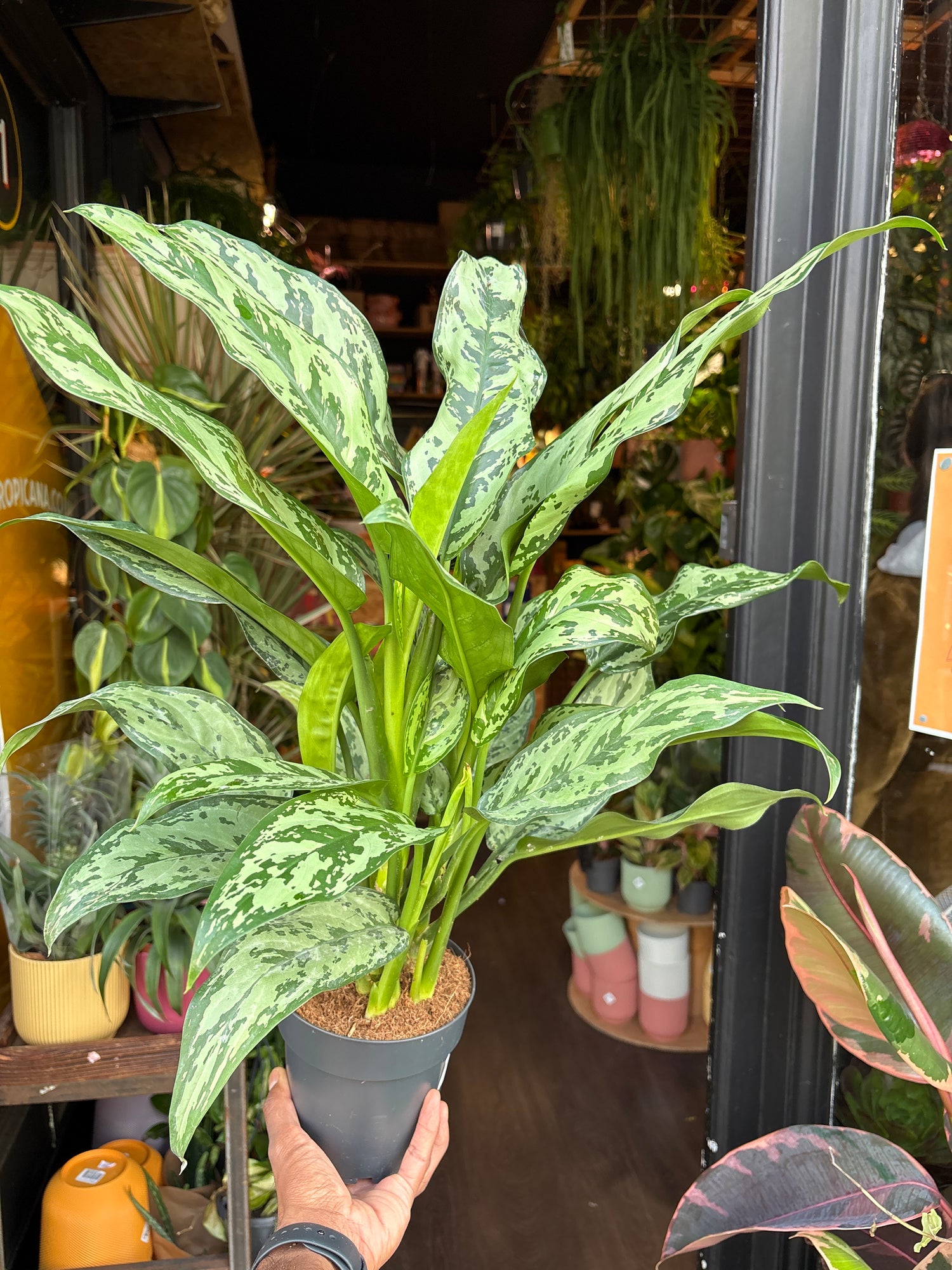 Aglaonema ‘Romeo’  in front of Urban Tropicana’s Plant Shop in Chiswick London