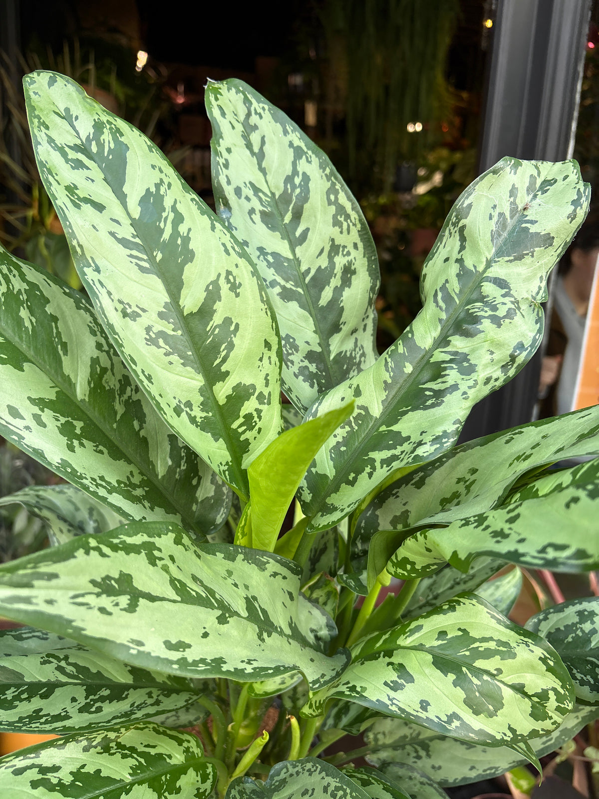 Aglaonema ‘Romeo’ in front of Urban Tropicana’s Plant Shop in Chiswick London