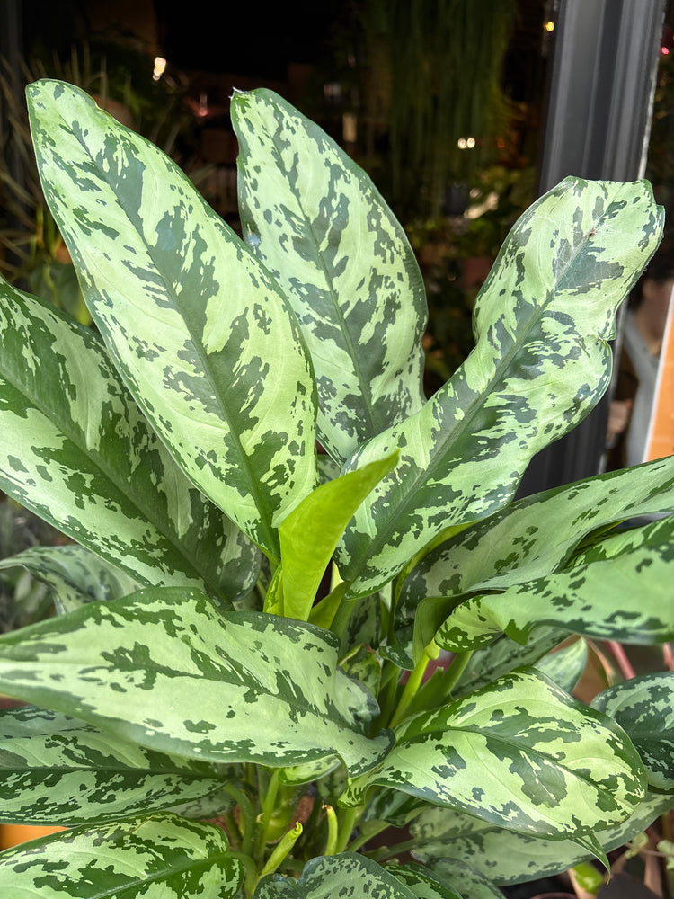 Aglaonema ‘Romeo’ in front of Urban Tropicana’s Plant Shop in Chiswick London