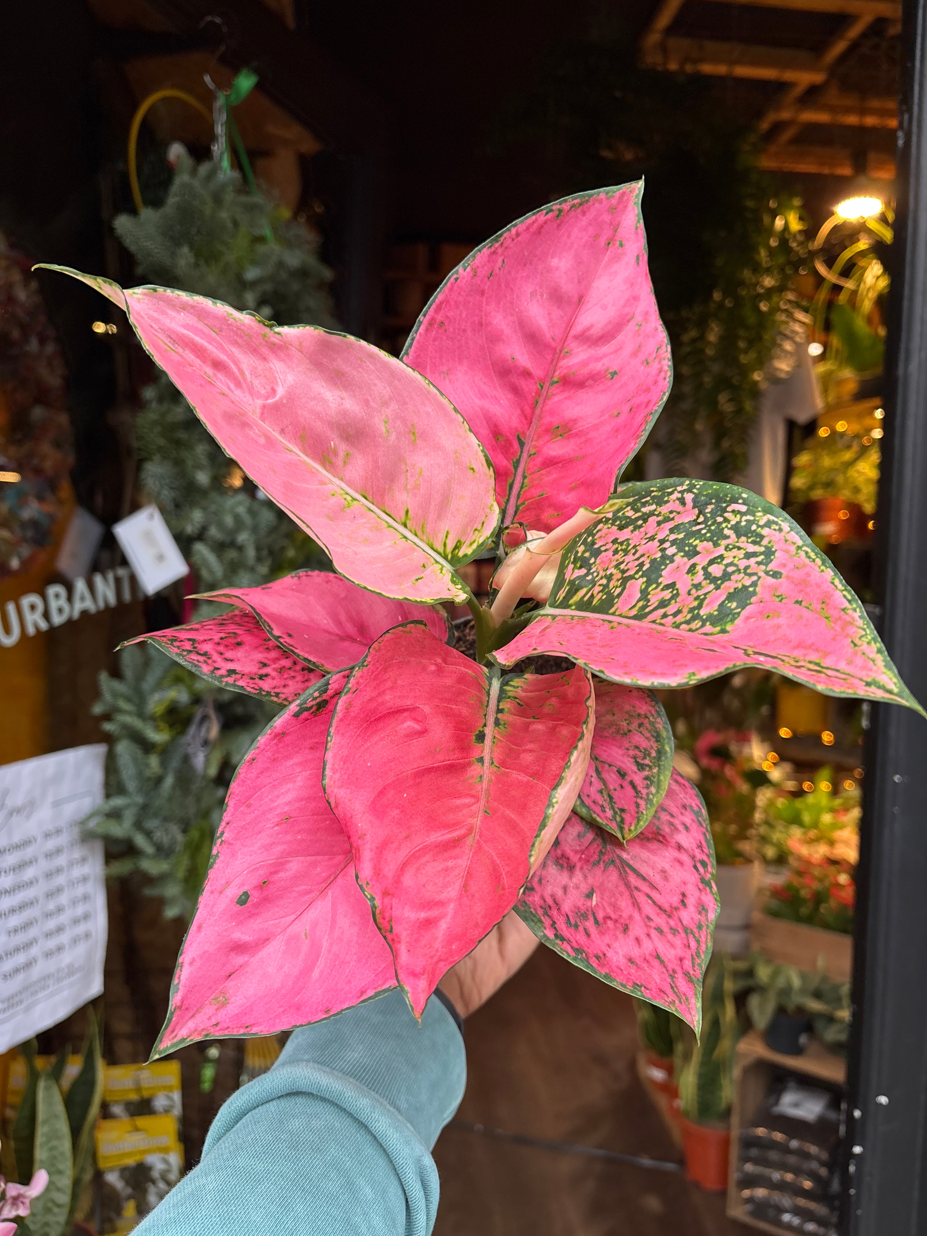 aglaonema 'katrina' Aglaonema Rose Red - House Plants - Plant Shop