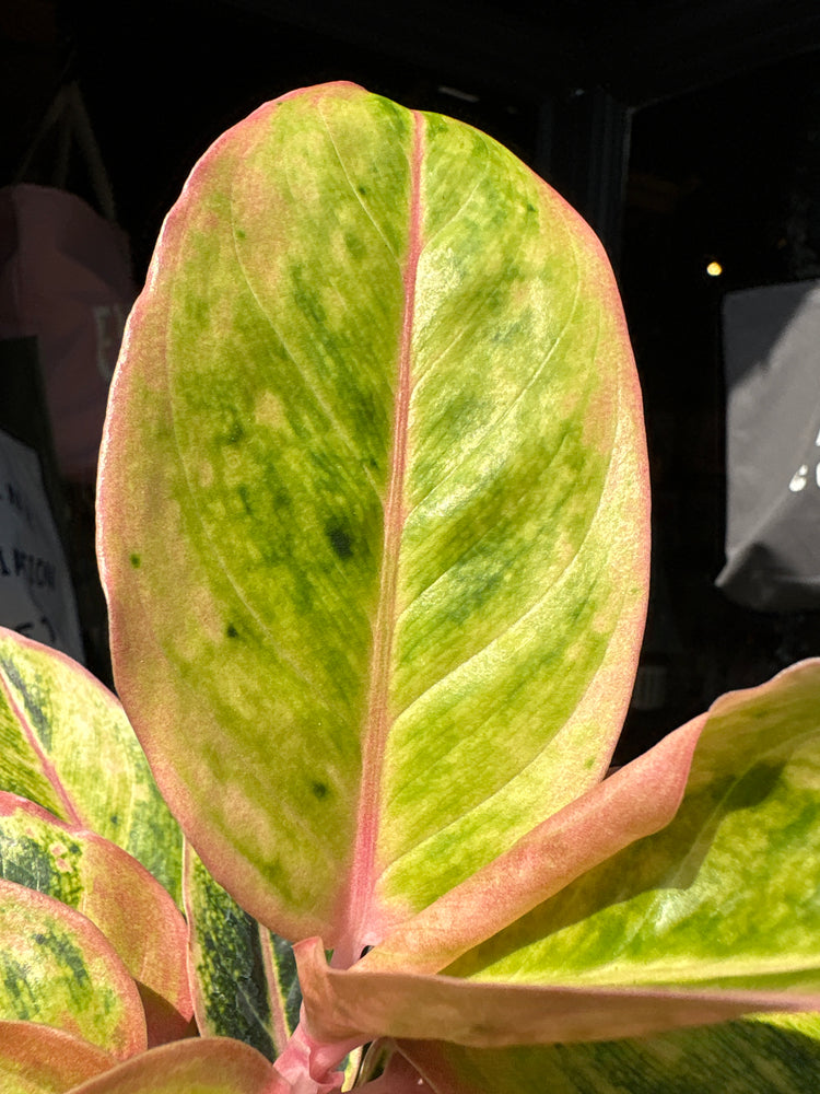 An Aglaonema Salmon Fantasy plant also known as a Chinese Evergreen in front of Urban Tropicana&