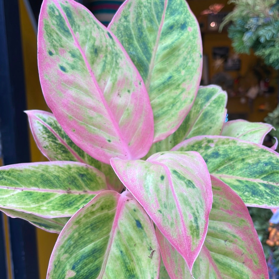An Aglaonema Salmon Fantasy plant also known as a Chinese Evergreen in front of Urban Tropicana&