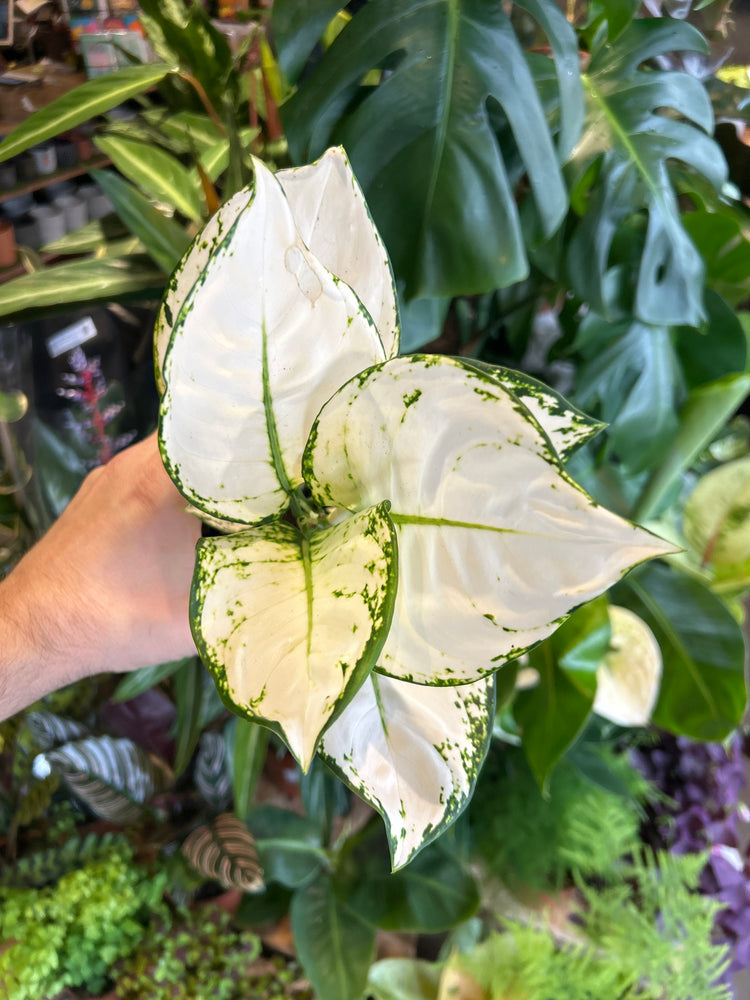An Aglaonema White Joy plant in front of Urban Tropicana’s Plant Shop in Chiswick London