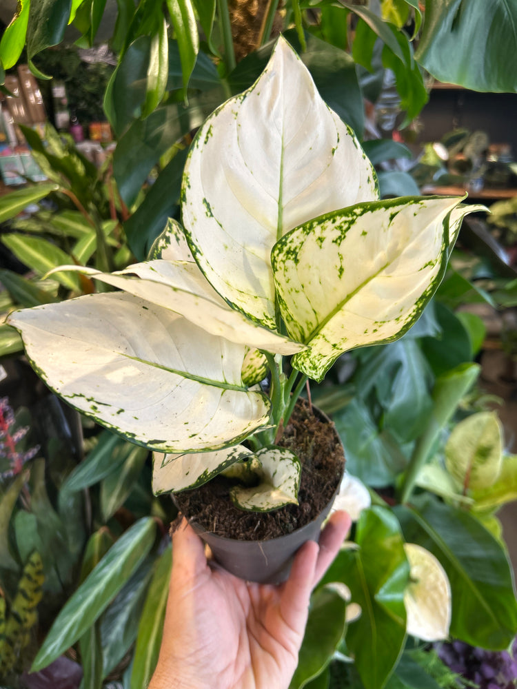 An Aglaonema White Joy plant in front of Urban Tropicana’s Plant Shop in Chiswick London
