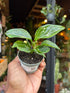 An Aglaonema commutatum ‘Tom’s Pride’ plant in front of Urban Tropicana’s Plant Shop in Chiswick London