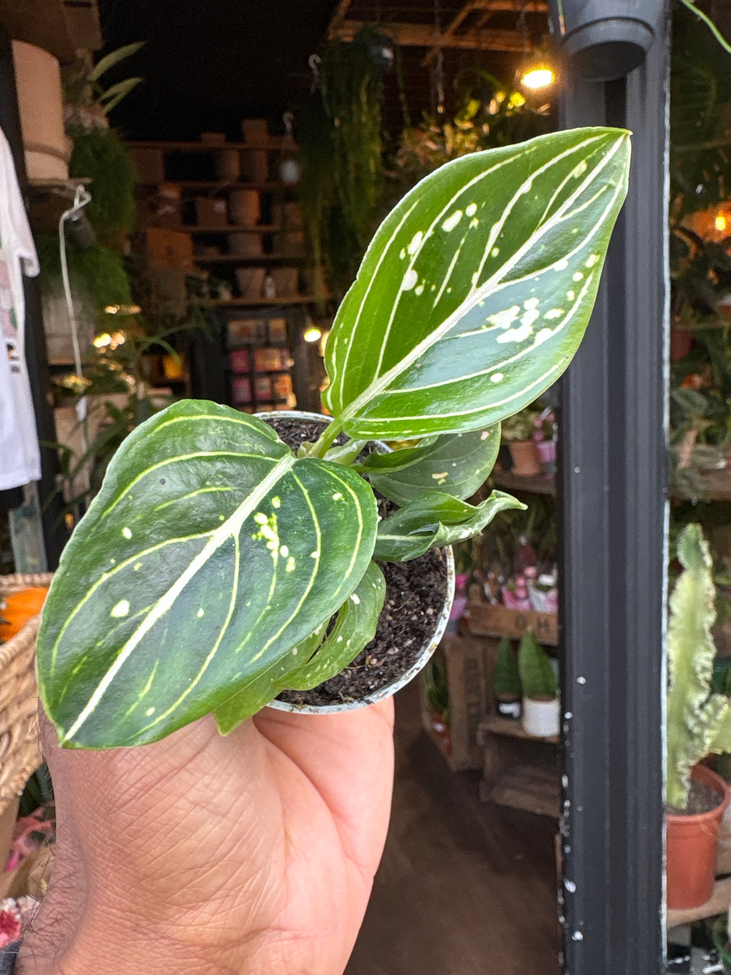 An Aglaonema commutatum ‘Tom’s Pride’ plant in front of Urban Tropicana’s Plant Shop in Chiswick London