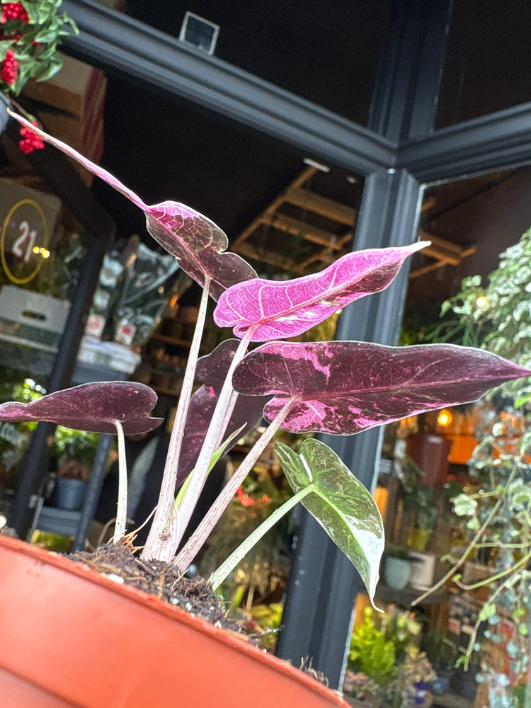 An Alocasia Bambino Variegated plant in front of Urban Tropicana’s Plant Shop in Chiswick London