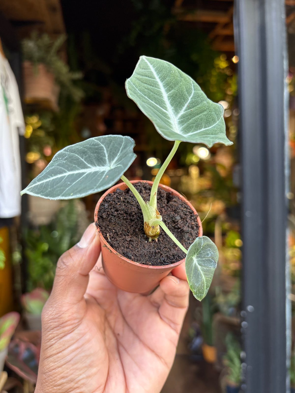 Hand holding a small potted plant with visible roots outside Urban Tropicana, Chiswick
