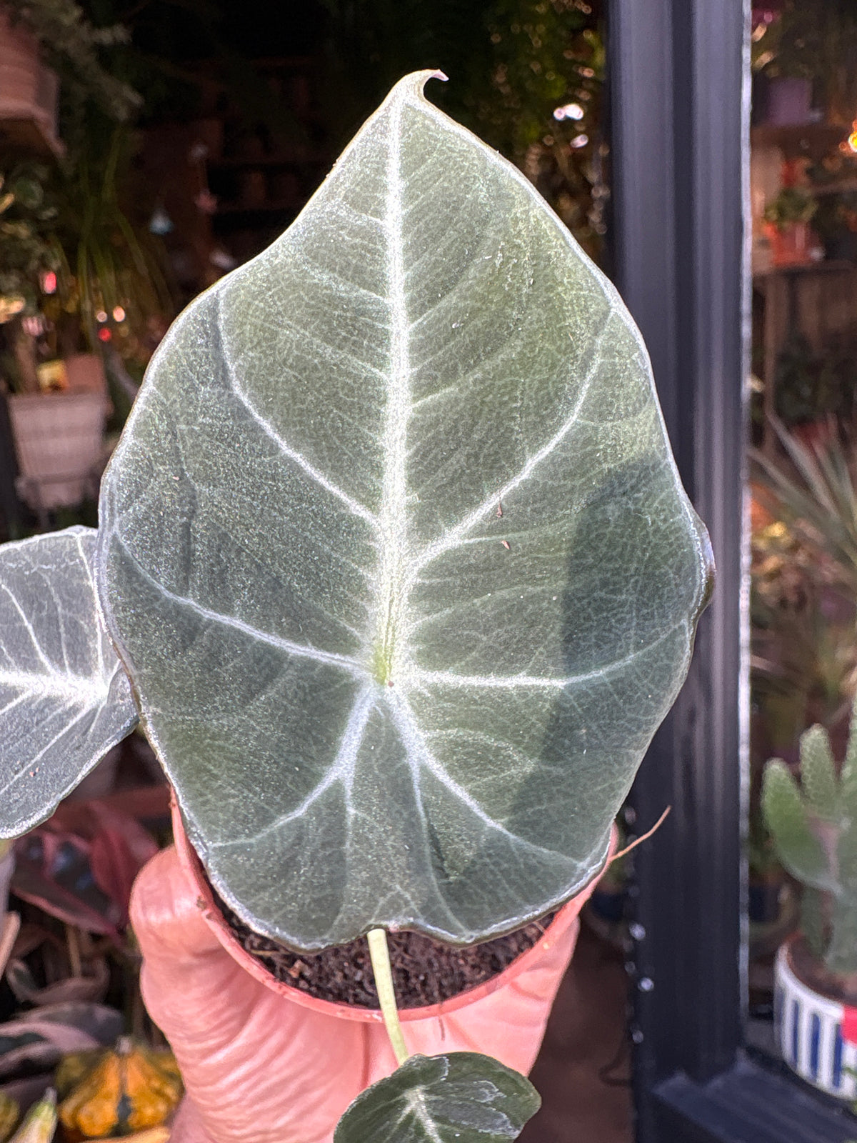 Close-up of a large green leaf held by a hand with a blurred background