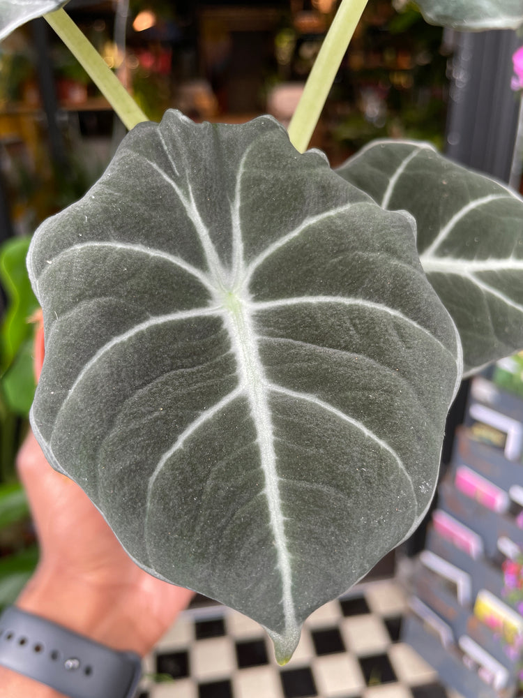 An Alocasia Black Velvet plant also know as a Black Velvet Elephant Ear in front of Urban Tropicana&
