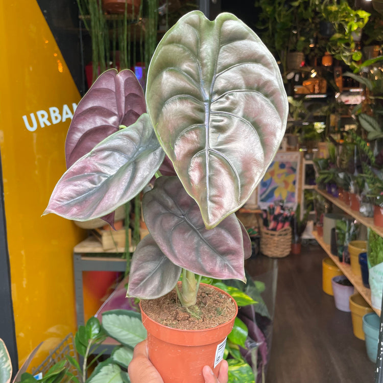 An Alocasia Cuprea Red Secret plant in front of Urban Tropicana’s Plant Shop in Chiswick London