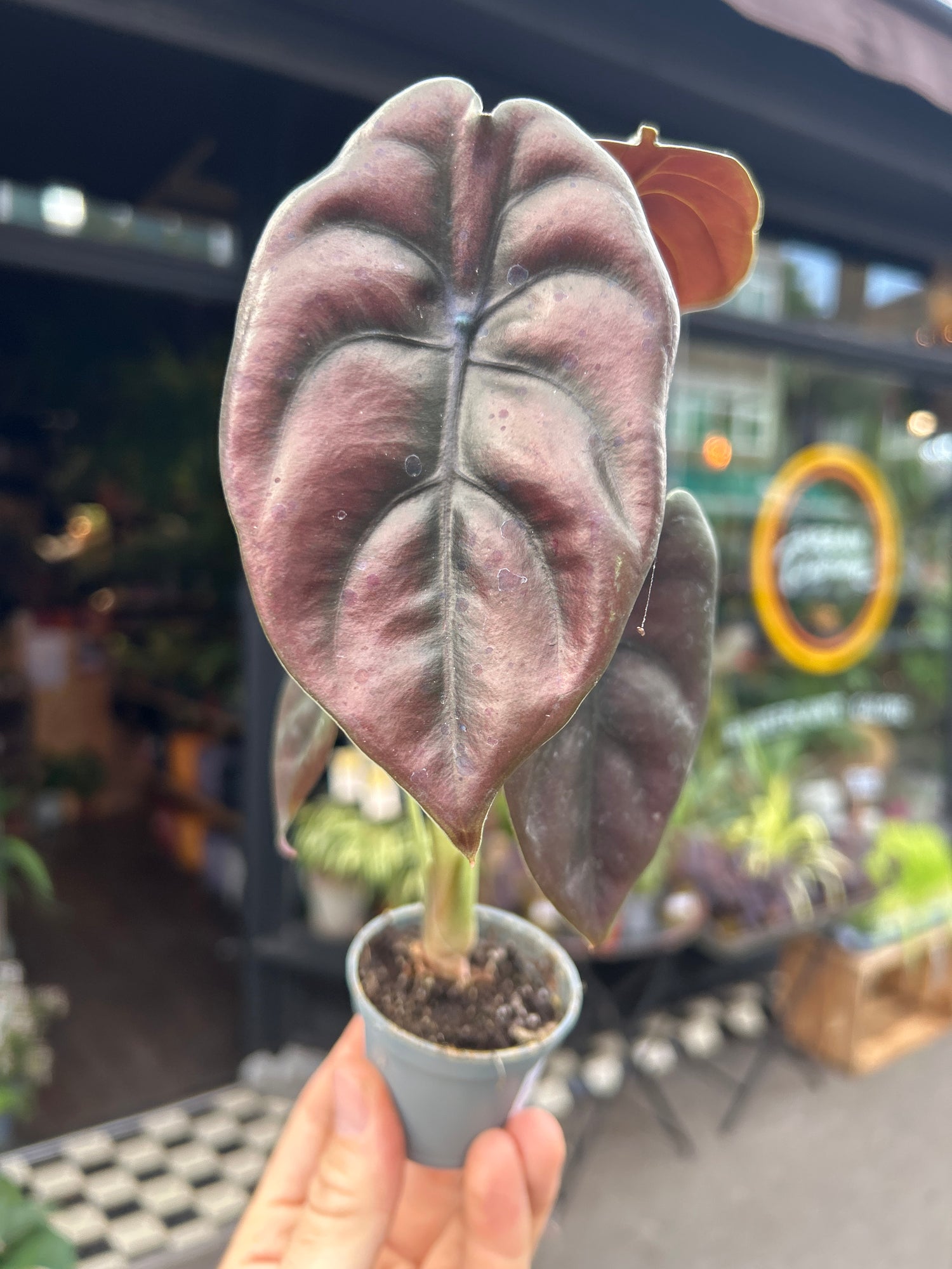 An Alocasia Cuprea &