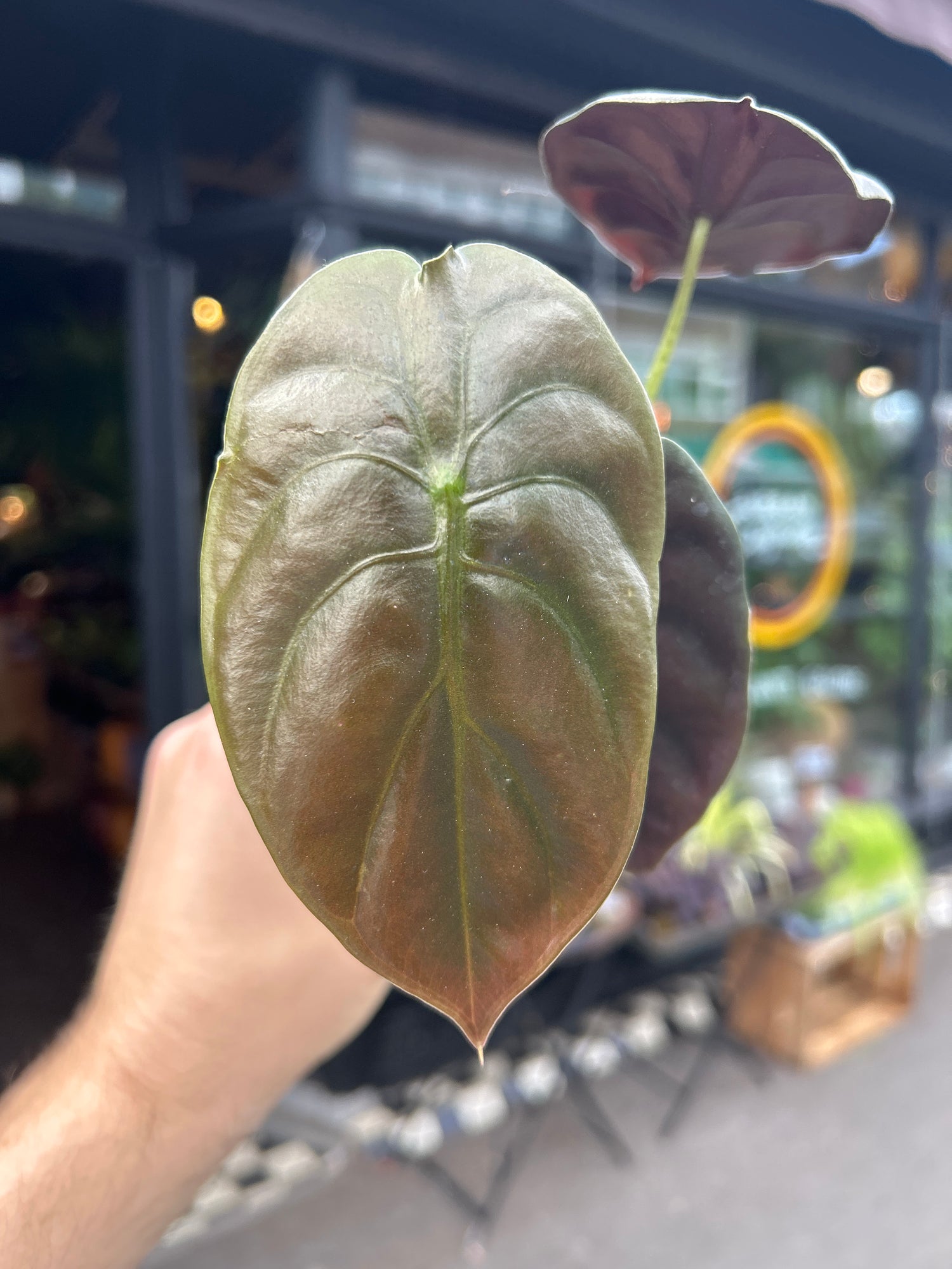 An Alocasia Cuprea &