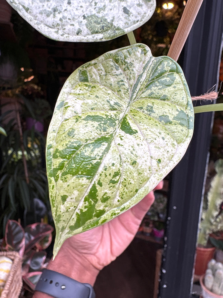 An Alocasia Dragon Scale Mint plant in front of Urban Tropicana’s Plant Shop in Chiswick London