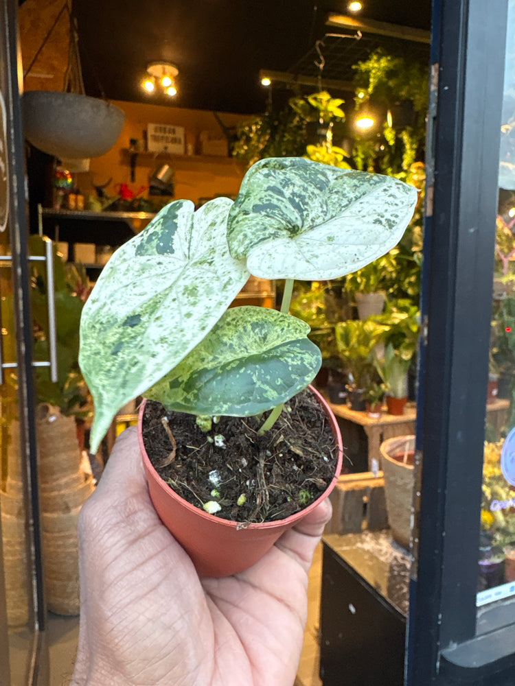 A Alocasia Dragon Scale Variegata plant in front of Urban Tropicana’s Plant Shop in Chiswick London