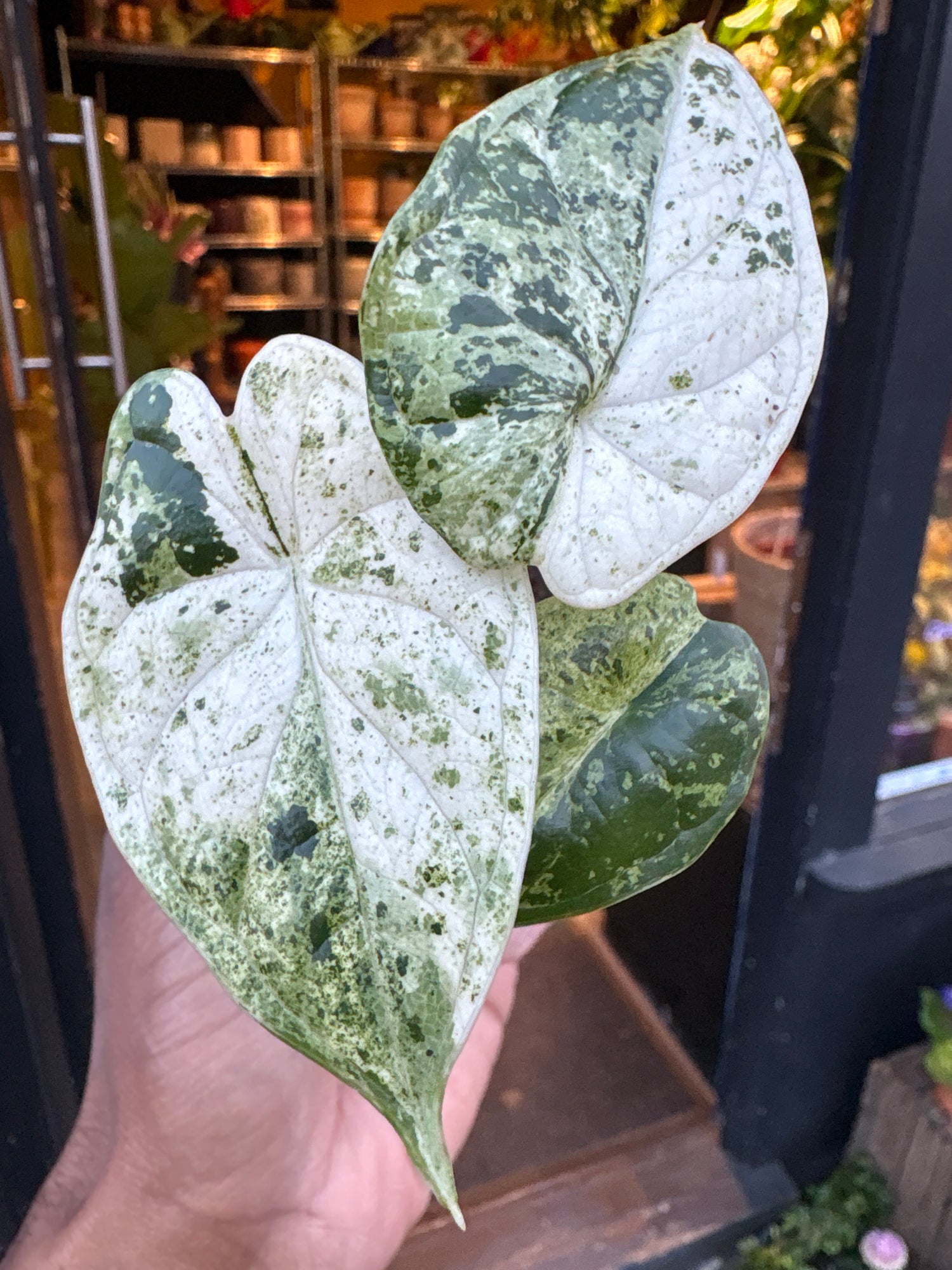 A Alocasia Dragon Scale Variegata plant in front of Urban Tropicana’s Plant Shop in Chiswick London
