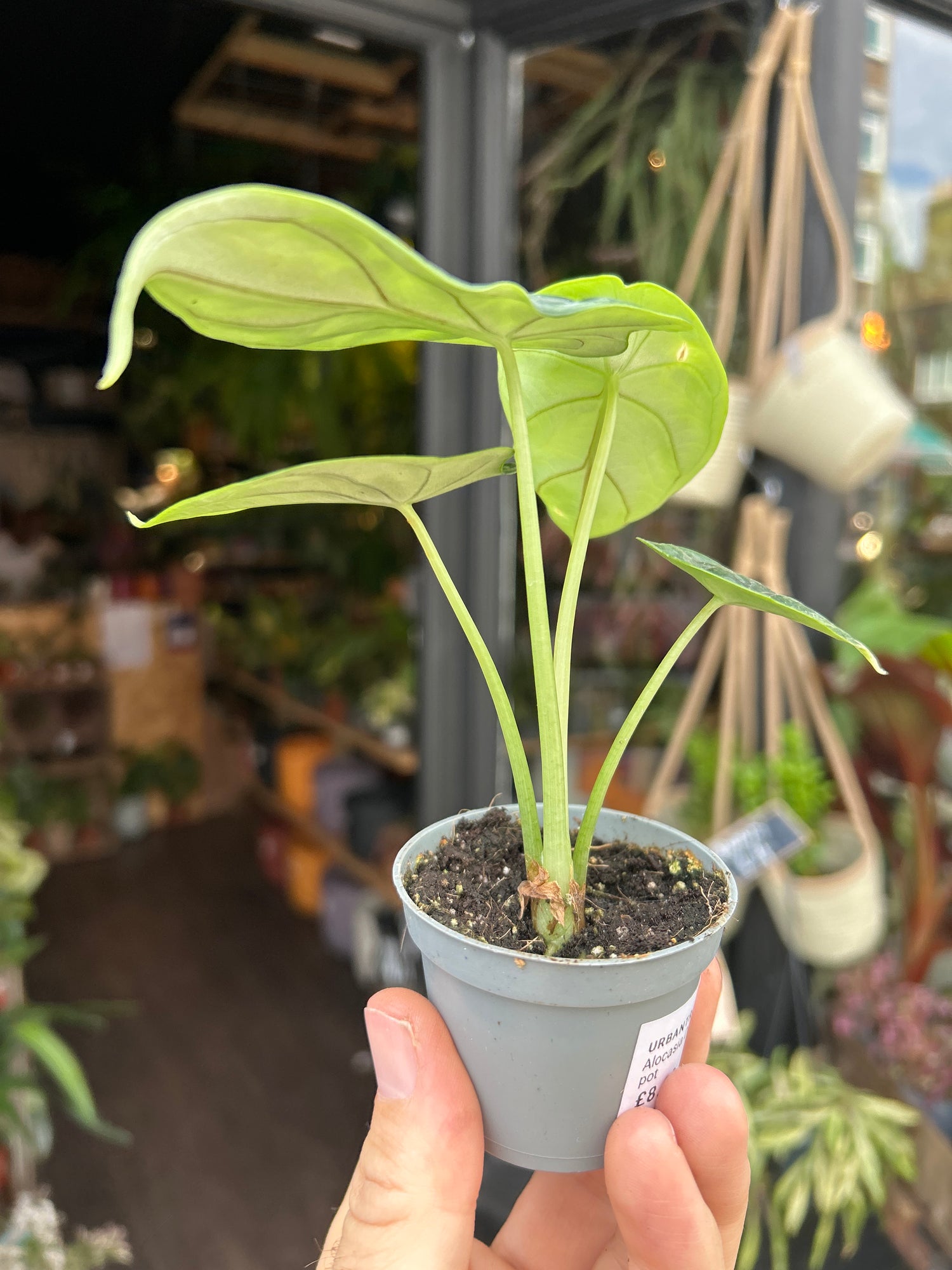 An Alocasia Dragon Scale plant in front of Urban Tropicana’s Plant Shop in Chiswick London