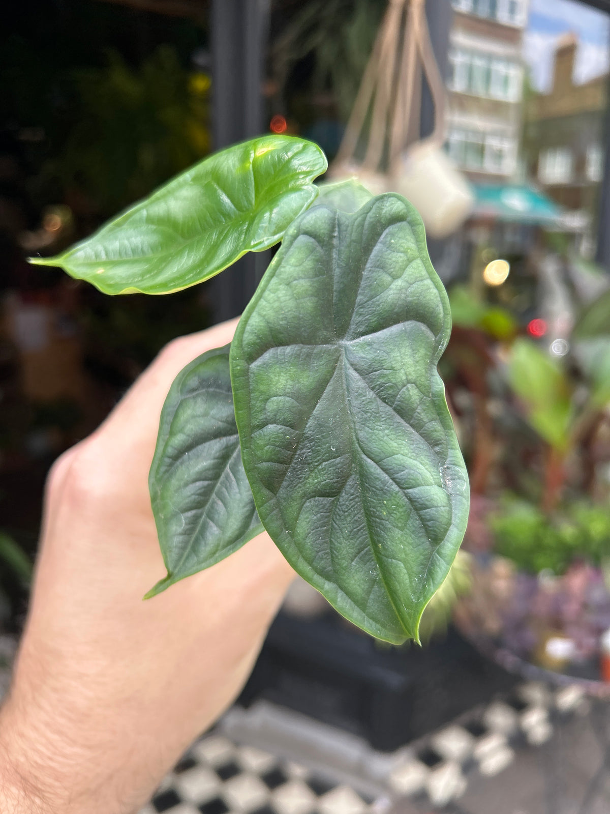 An Alocasia Dragon Scale plant in front of Urban Tropicana’s Plant Shop in Chiswick London