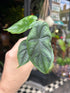 An Alocasia Dragon Scale plant in front of Urban Tropicana’s Plant Shop in Chiswick London