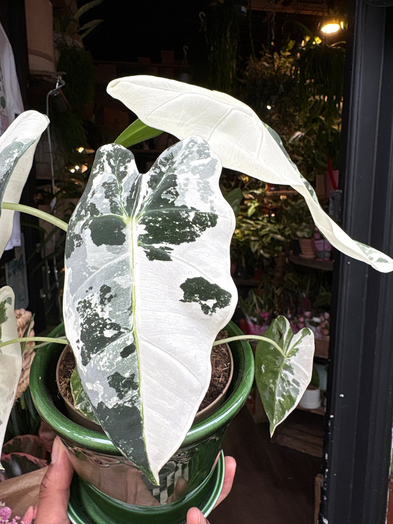 An Alocasia Frydek Variagata plant in front of Urban Tropicana’s Plant Shop in Chiswick London