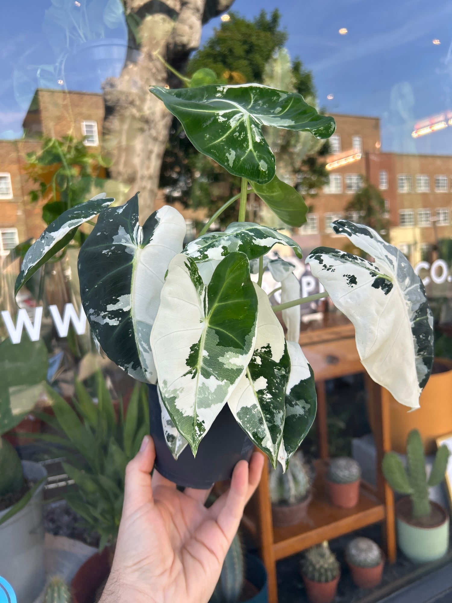 Alocasia Frydek Variegata also known as a  variegated Elephant Ear plant in front of Urban Tropicana’s plant shop in Chiswick, London