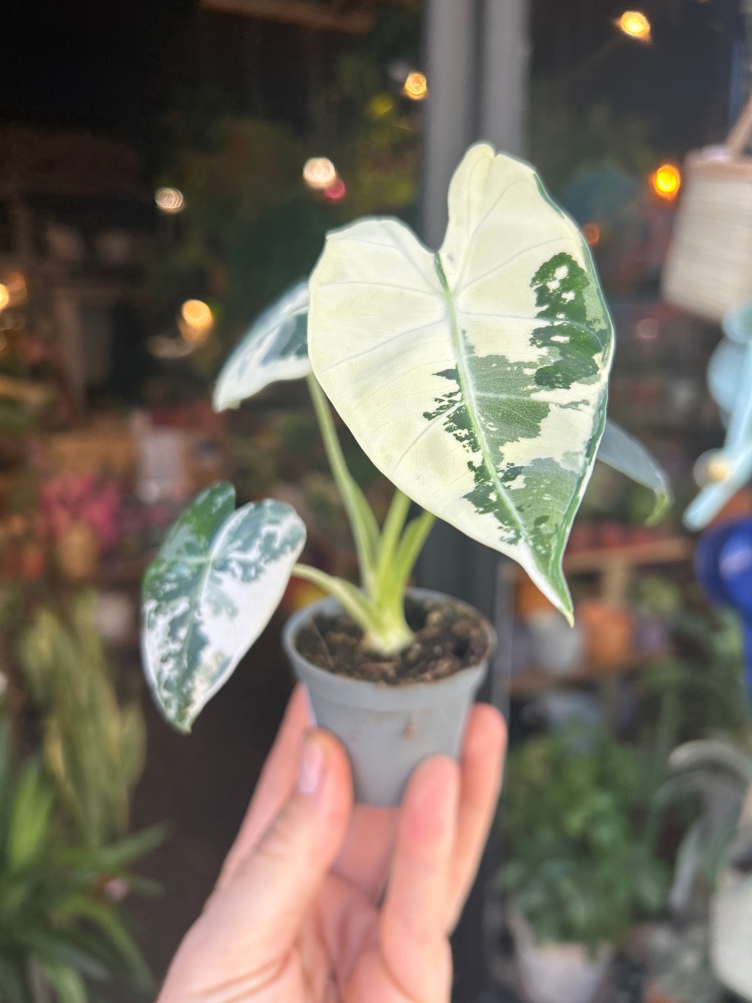 An Alocasia Frydek Variegata plant in front of Urban Tropicana’s plant shop in Chiswick London