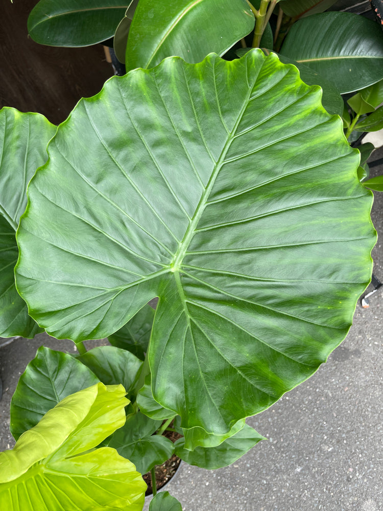 A Alocasia Gageana plant, also known as a Dwarf Elephant Ear, in front of Urban Tropicana&