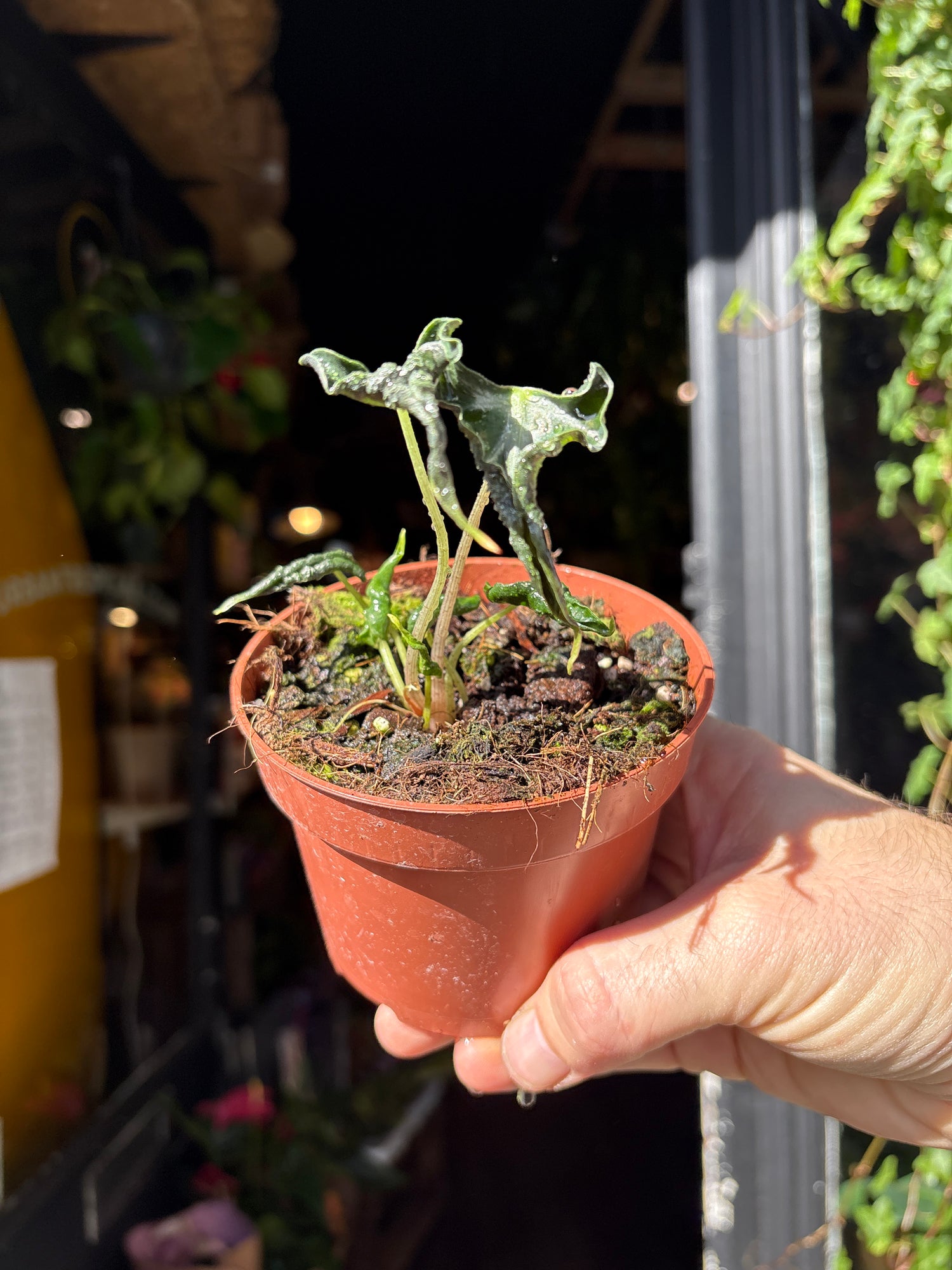 An Alocasia Loco plant in front of Urban Tropicana’s Plant Shop in Chiswick London