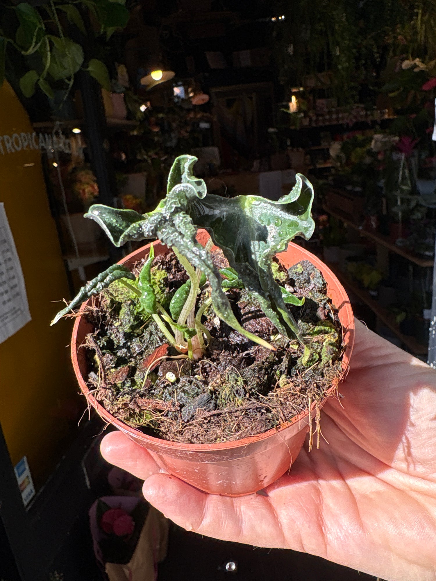 An Alocasia Loco plant in front of Urban Tropicana’s Plant Shop in Chiswick London