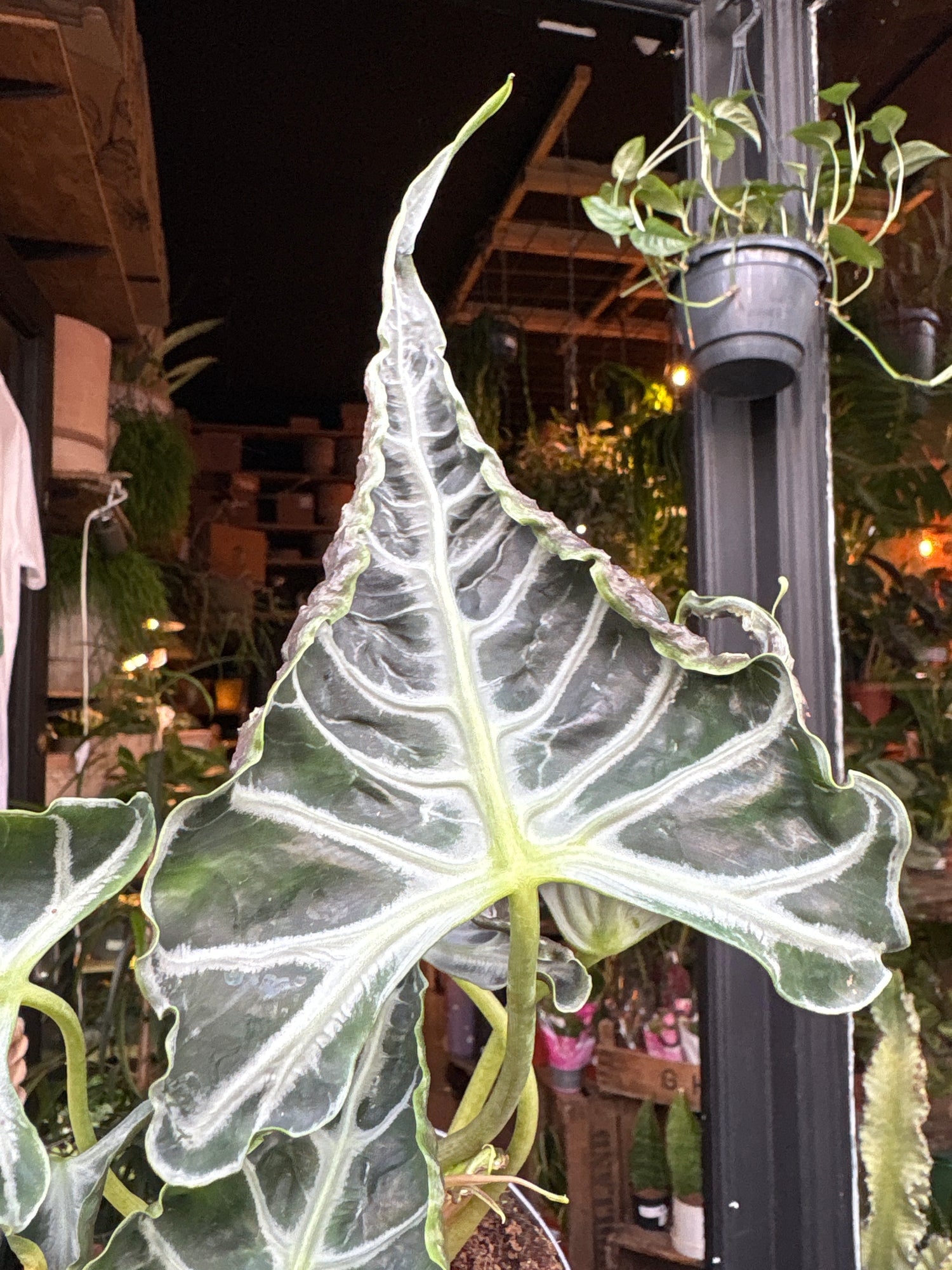 An Alocasia Loco plant in front of Urban Tropicana’s Plant Shop in Chiswick London