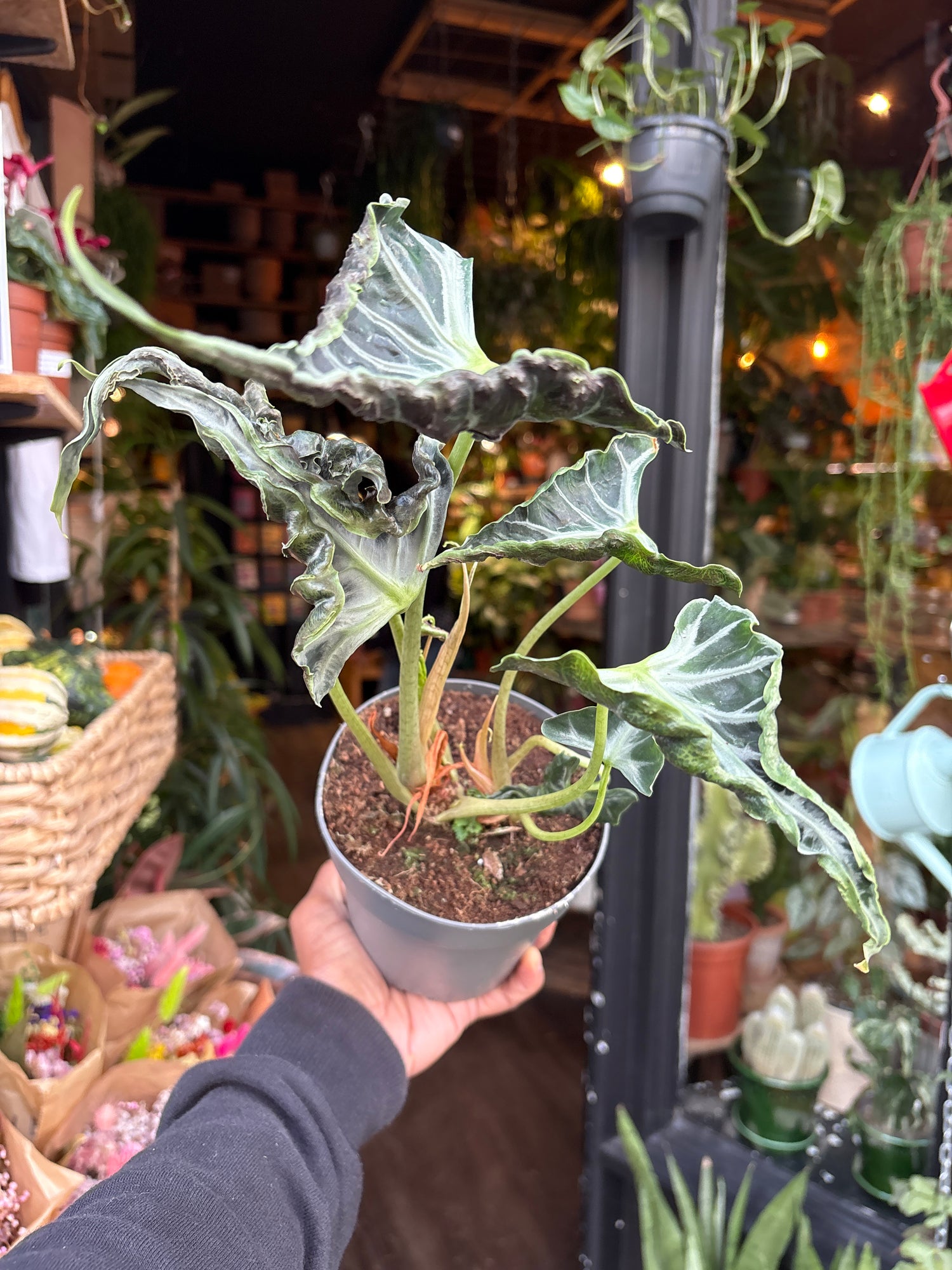 An Alocasia Loco plant in front of Urban Tropicana’s Plant Shop in Chiswick London