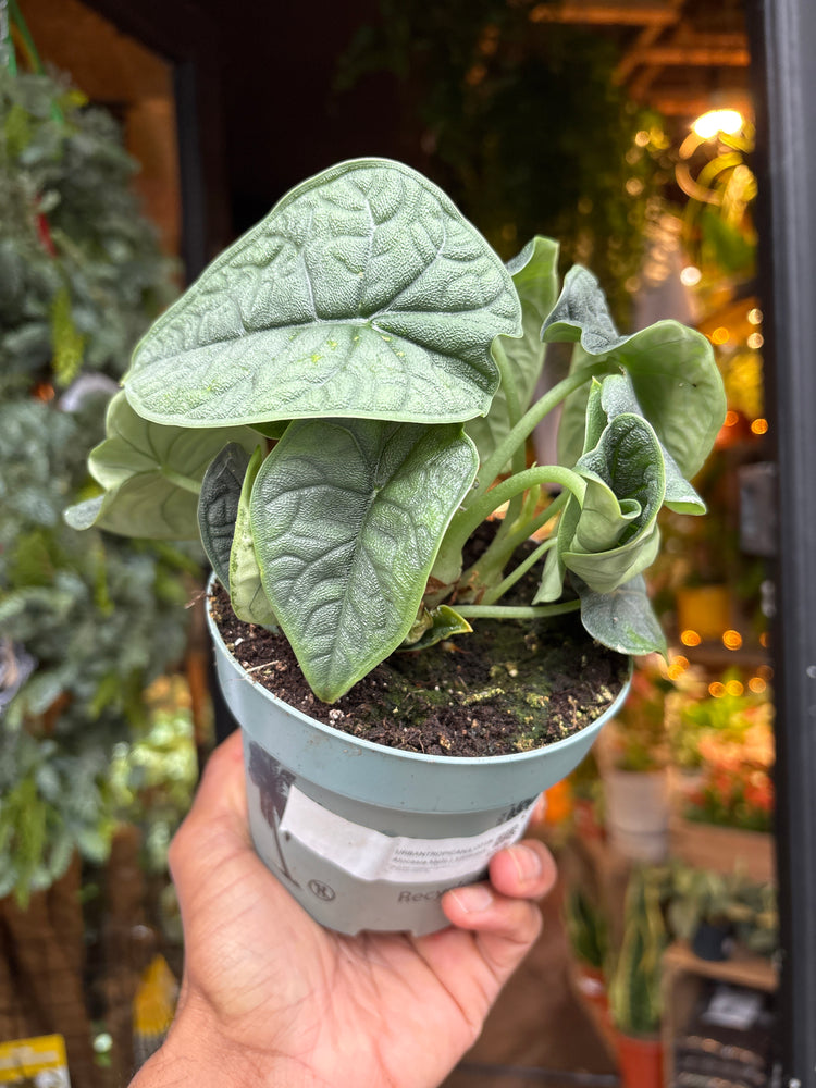 An Alocasia Melo in front of Urban Tropicana’s Plant Shop in Chiswick London