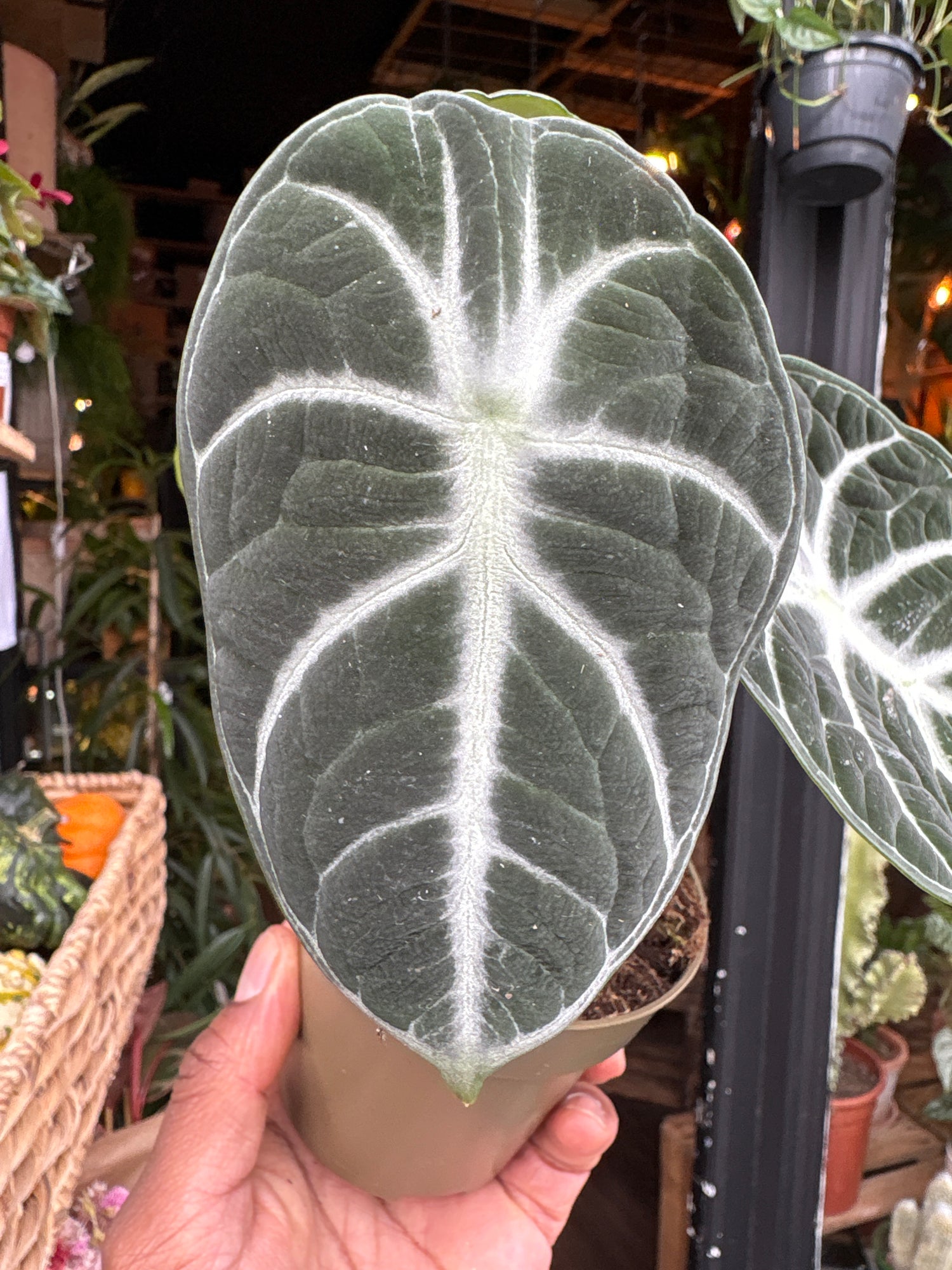 An Alocasia Ninja plant in front of Urban Tropicana’s Plant Shop in Chiswick London