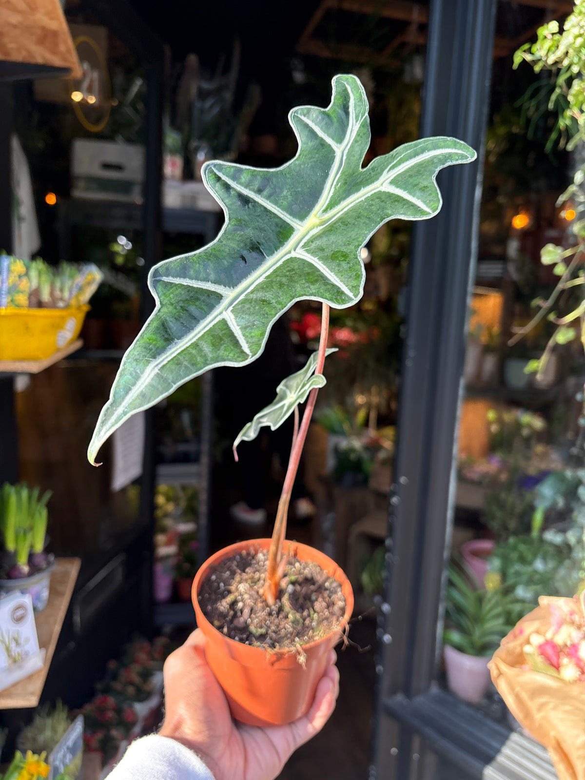 An Alocasia Nobilis plant in front of Urban Tropicana’s Plant Shop in Chiswick London