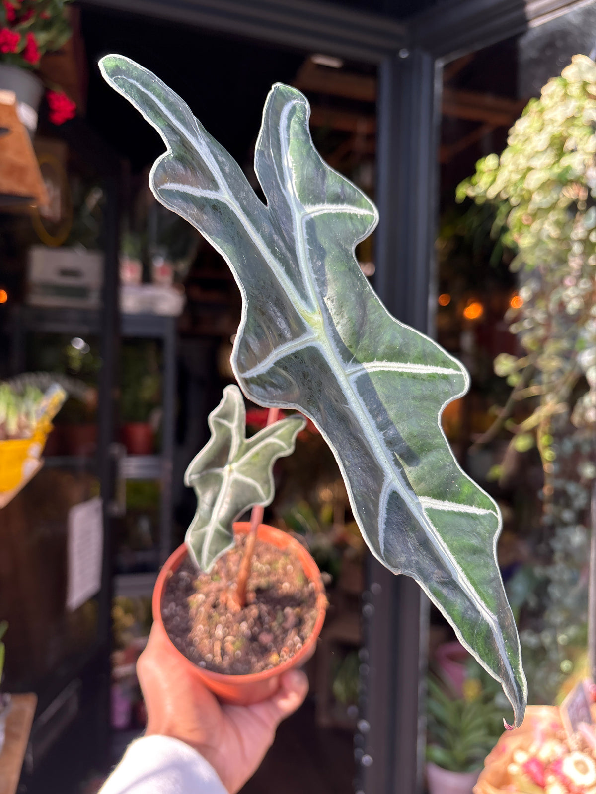 An Alocasia Nobilis plant in front of Urban Tropicana’s Plant Shop in Chiswick London