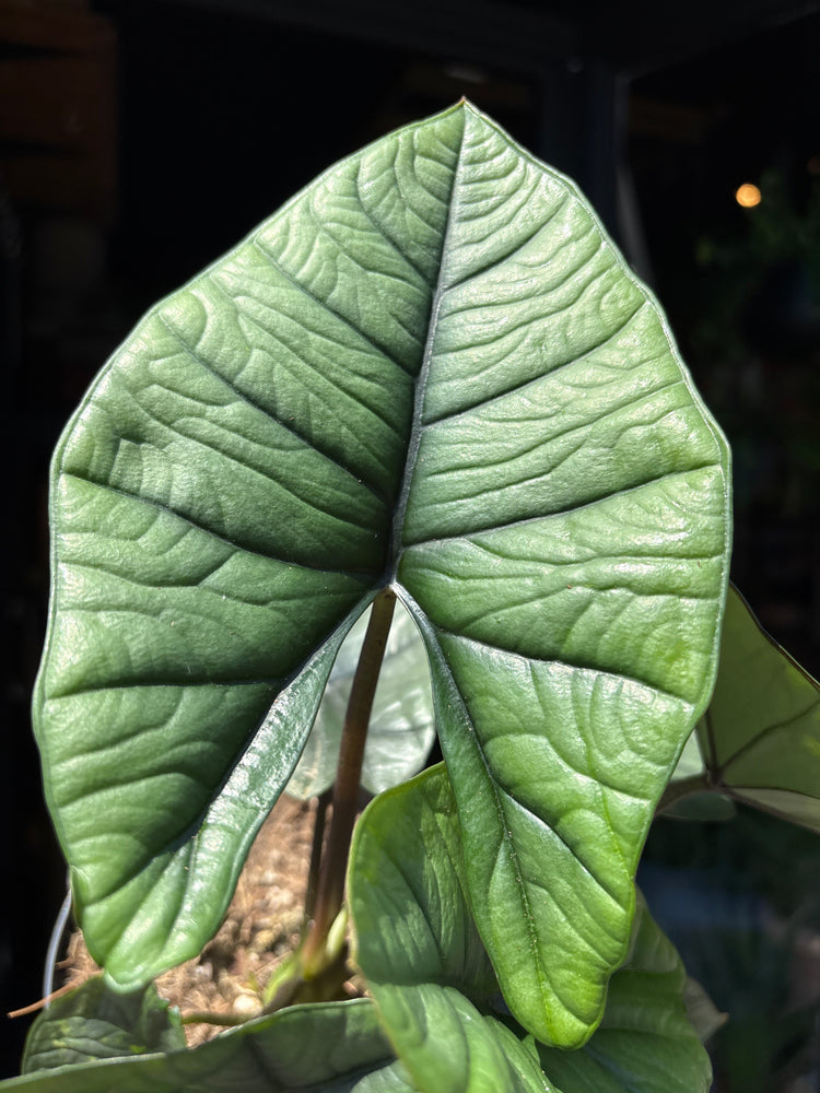 A Alocasia Platinum plant in front of Urban Tropicana’s plant shop in Chiswick, London