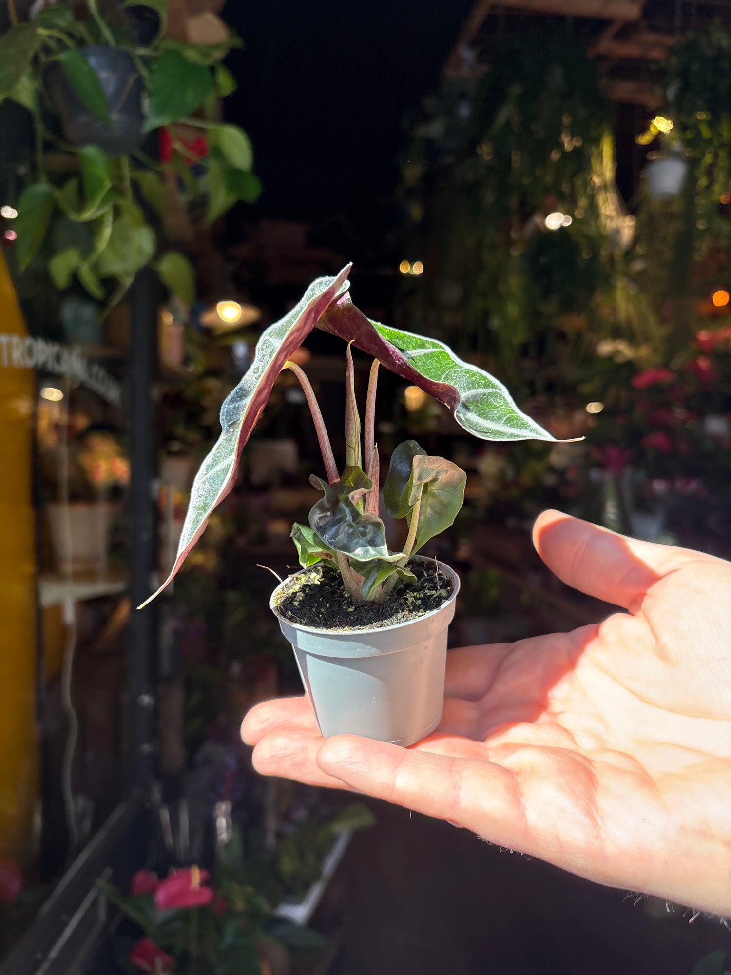 An Alocasia Polly plant also known as a African Mask plant in front of Urban Tropicana’s Plant Shop in Chiswick London