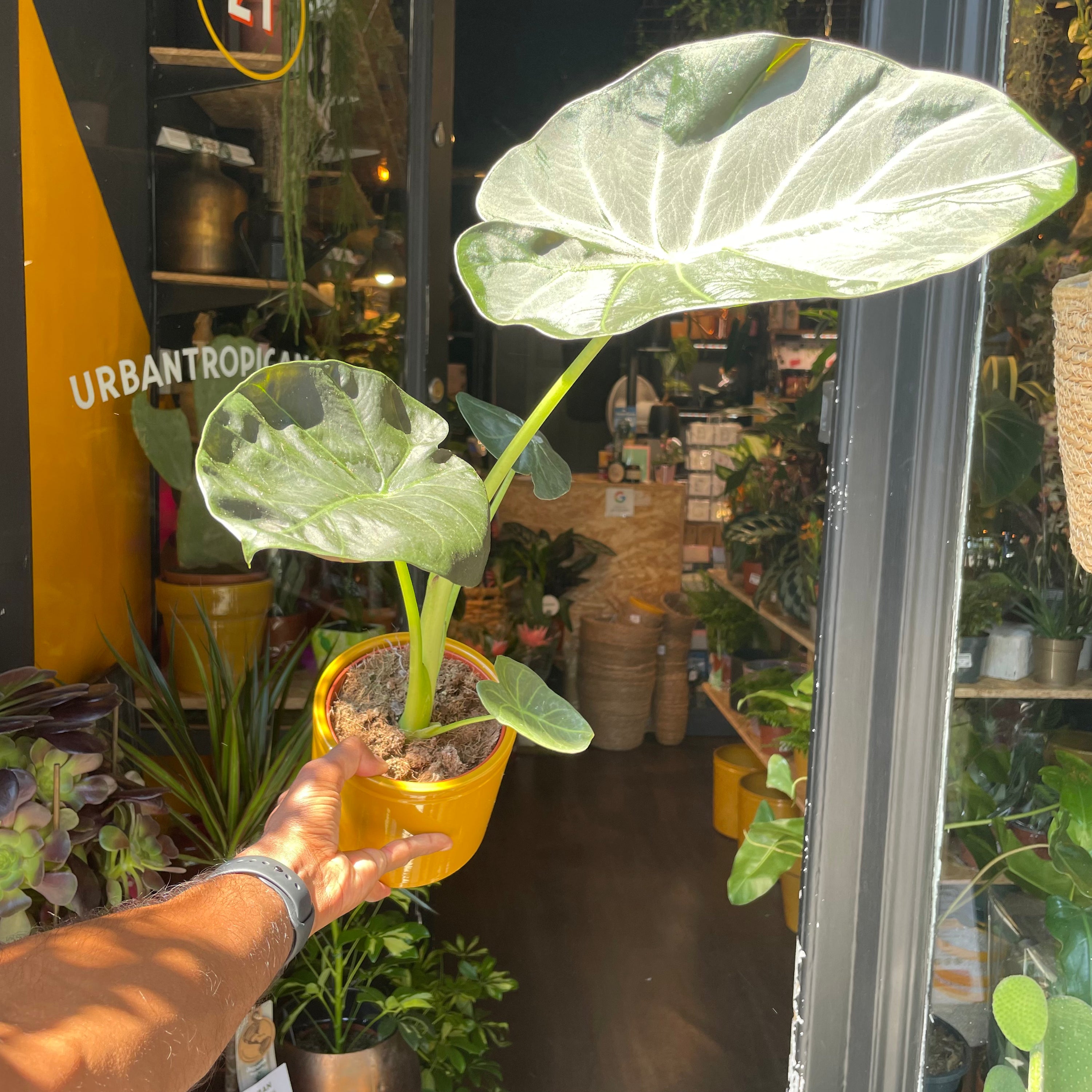 An Alocasia ‘Regal Shields’ plant also know as a Elephant Ear ‘Regal Shields’ in front of Urban Tropicana&