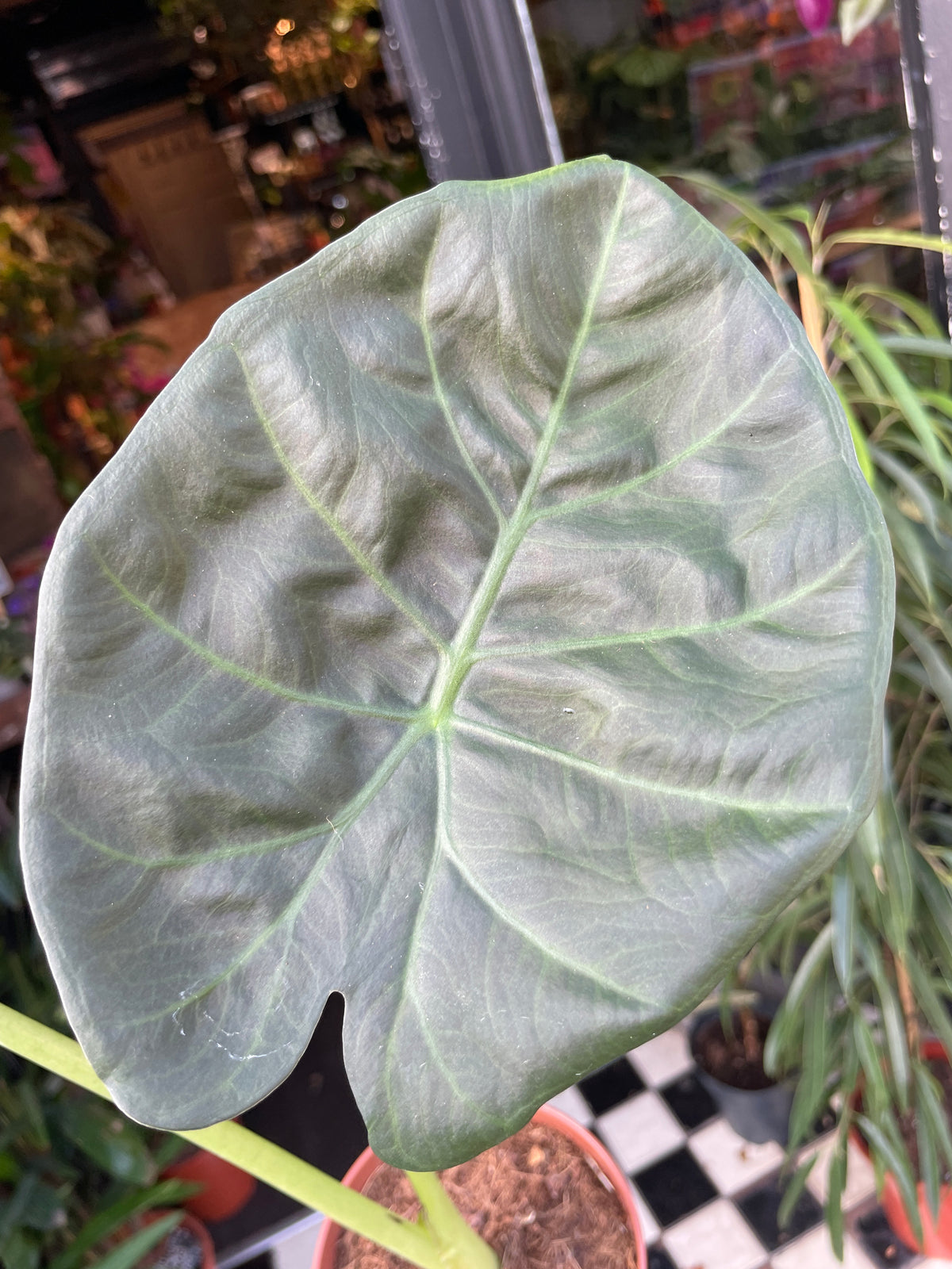 An Alocasia Regal Shields plant in front of Urban Tropicana’s Plant Shop in Chiswick London