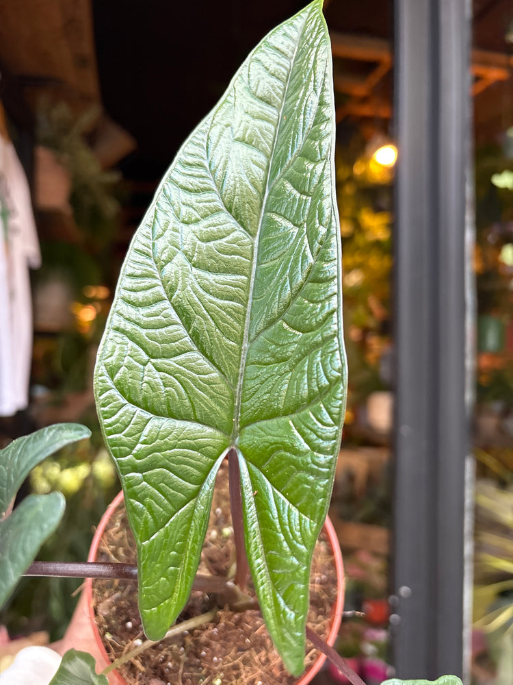An Alocasia Scalprum plant in front of Urban Tropicana’s Plant Shop in Chiswick London