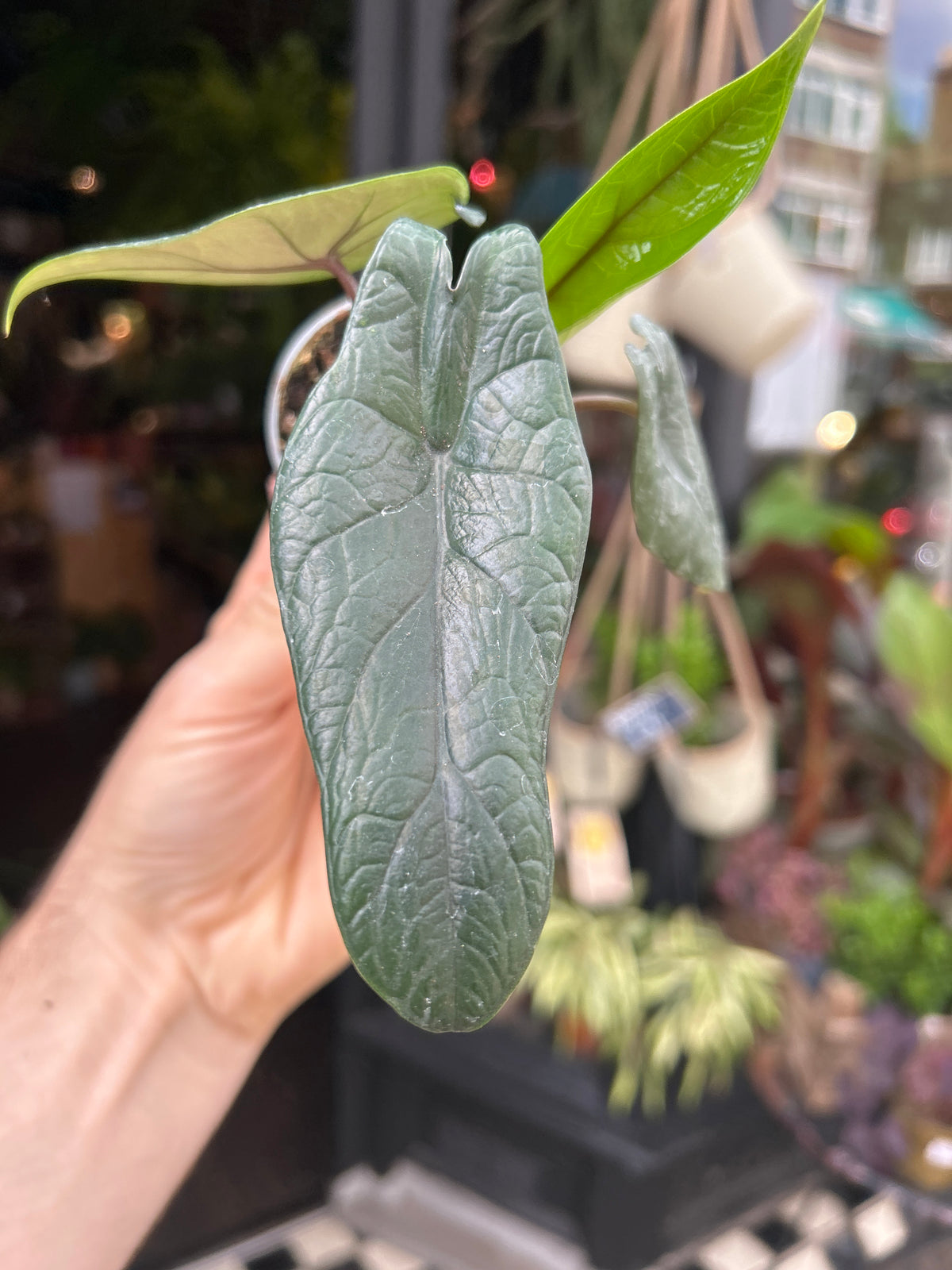 An Alocasia Scalprum plant in front of Urban Tropicana’s Plant Shop in Chiswick London