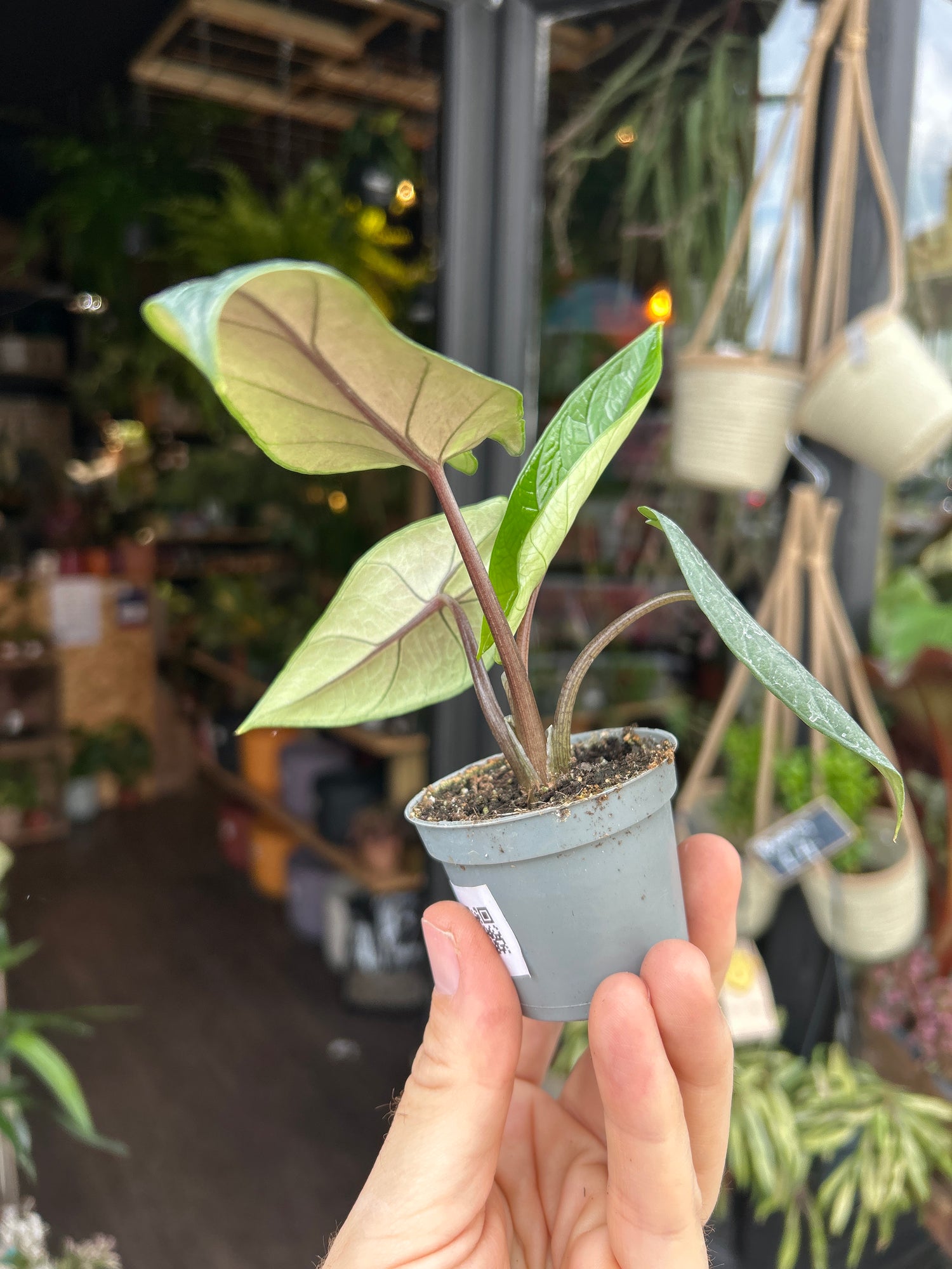 An Alocasia Scalprum plant in front of Urban Tropicana’s Plant Shop in Chiswick London