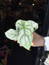 A Alocasia Silver Dragon plant also known as a Alocasia Beginda in front of Urban Tropicana’s Plant Shop in Chiswick London