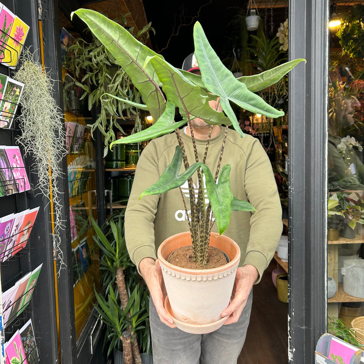 A Alocasia Tegrina plant also known as a Elephant Ear in front of Urban Tropicana&