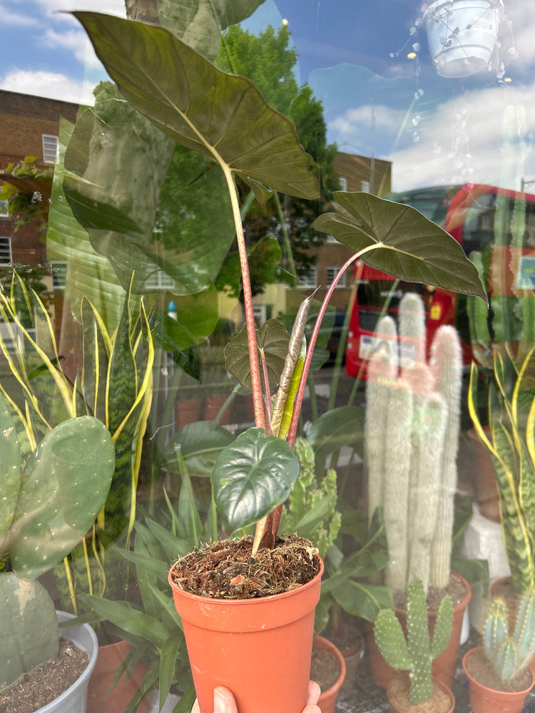 An Alocasia Yucata Princess plant in front of Urban Tropicana’s Plant Shop in Chiswick London