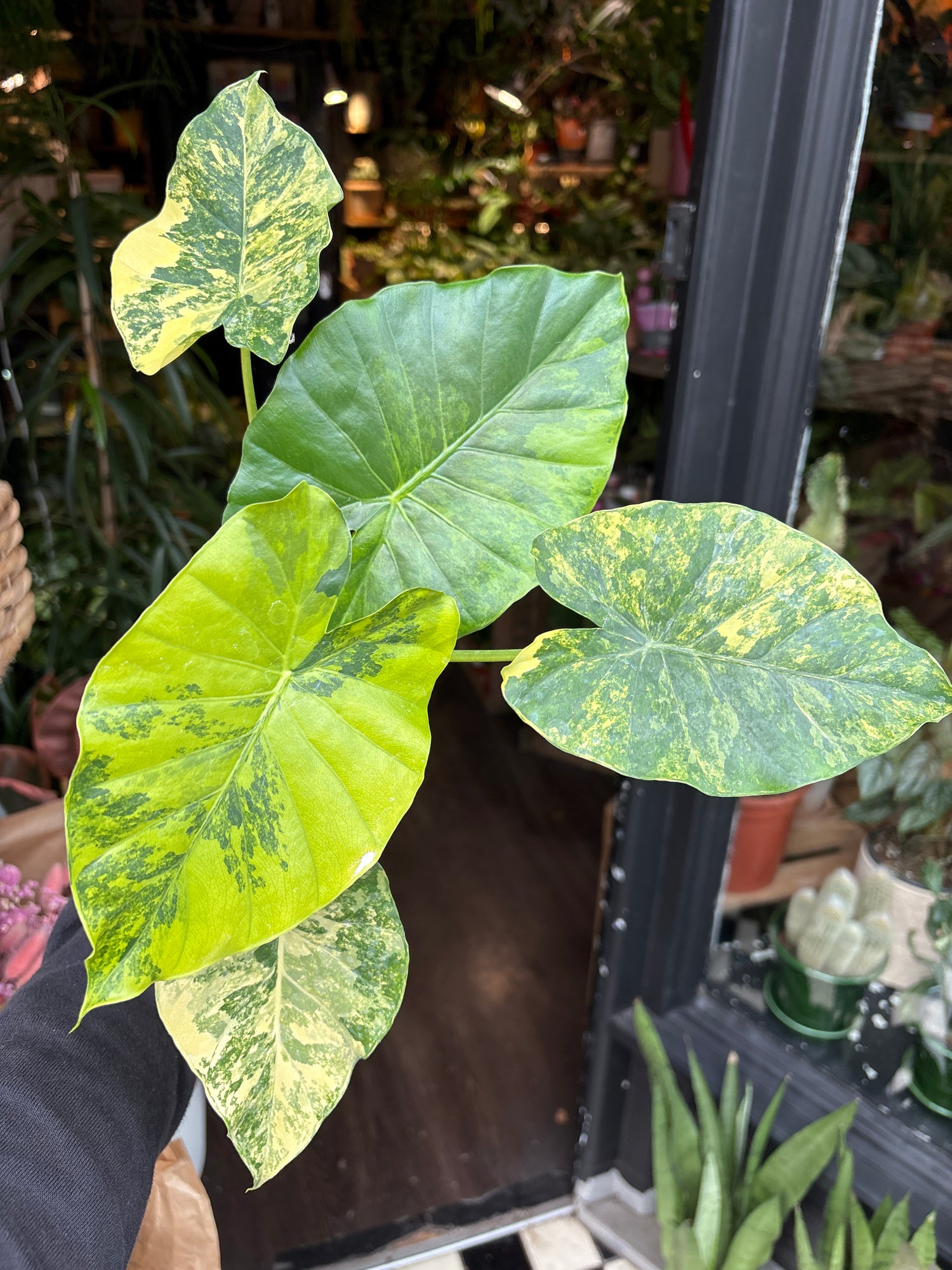An Alocasia macrorrhiza ‘Aurea Variegata’ plant in front of Urban Tropicana’s Plant Shop in Chiswick London