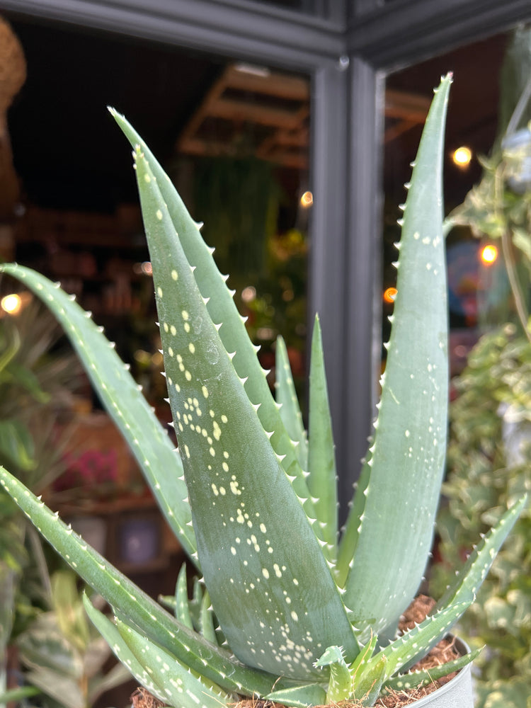 Aloe Medivera in front of Urban Tropicana’s Plant Shop in Chiswick London
